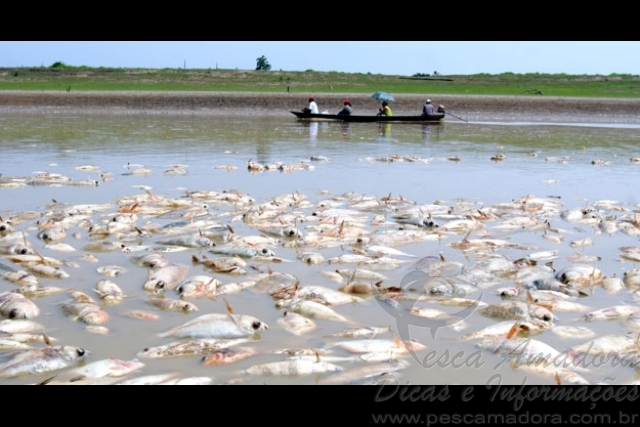 Pescadores manuseiam redes e zagaias entre peixes mortos no AM
