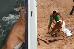 Pescadores resgatam cervo no mar em Long Island-Nova York