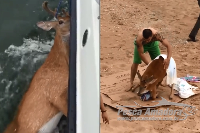 Pescadores resgatam cervo no mar em Long Island-Nova York