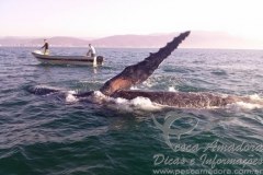 Pescadores retiram espinhel preso em Jubarte no litoral sul de SP 2