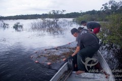 Pesquisa de biodiversidade de peixes na Amazonia 01
