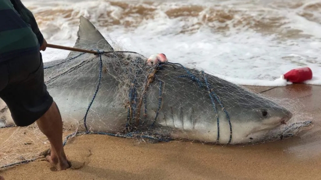 Pesquisa revela que cerca de 80 milhões de tubarões são mortos por ano