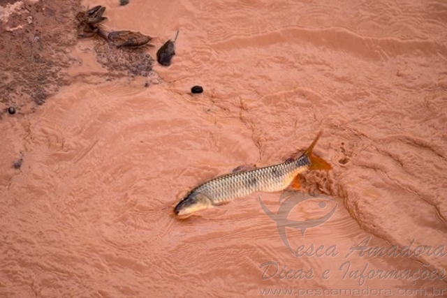 Voluntários se mobilizam para resgatar peixes do Rio Doce no ES