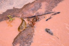 Pessoas se organizam para resgatar peixes do Rio Doce no ES