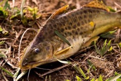 Pessoas se organizam para resgatar peixes do Rio Doce no ES 3