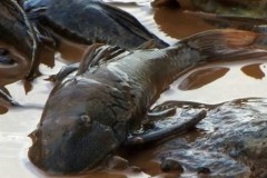 Pessoas se organizam para resgatar peixes do Rio Doce no ES 4