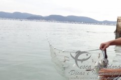 Pinguin preso em rede ilegal em praia de Santa Catarina