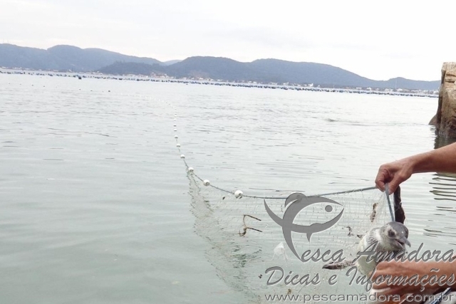 Pinguim e tartaruga ficam presos em rede ilegal em Bombinhas-SC