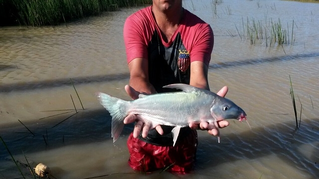 Pirá, espécie nativa em extinção, reaparece no Baixo São Francisco após campanha da Codevasf