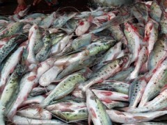 Pesca da piracatinga é um dos responsáveis pela diminuição do boto no AM