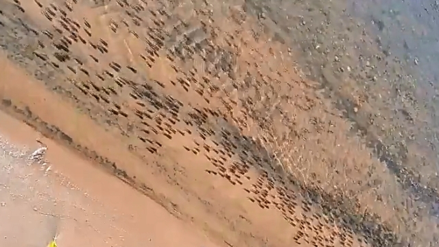 Piracema: Cardumes juvenis revelam importância do período do defeso no MS