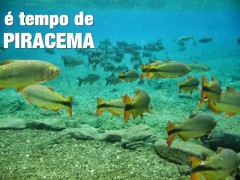 Piracema periodo de defeso