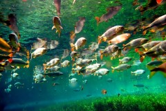 Piracema pode ser alterada de quatro para seis meses em MS 3