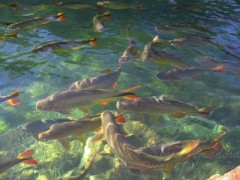 Piraputanga no Pantanal
