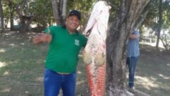 Pirarucu Capturado no Cuiaba no Pantanal em 2023