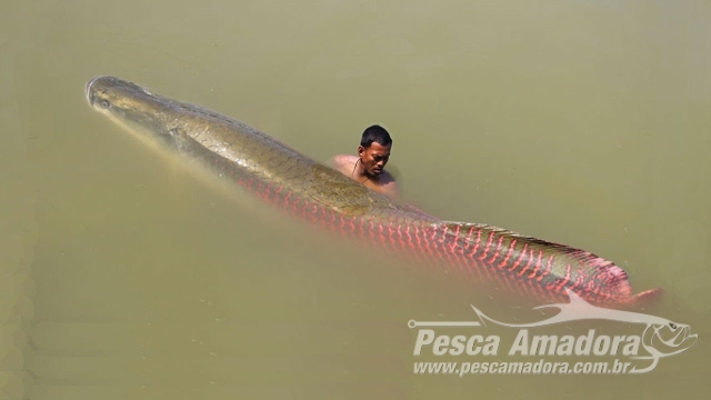 Pirarucu, espécie nativa da Amazônia, invade rios no sudeste e centro oeste do Brasil
