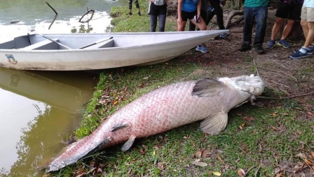 Pirarucu de 108 kg é encontrado em lago na ilha de Bornéu na Malásia