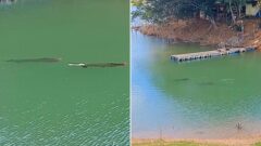 Pirarucu flagrado no Lago de Furnas em Minas Gerais em 2024