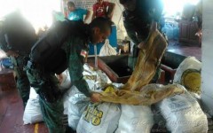 Pirarucu ilegal apreendido no AM