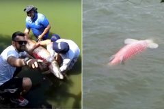 pirarucu-morre-apos-ser-capturado-em-campeonato-de-pesca-irregular-na-lagoa-grande-de-porangatu-go