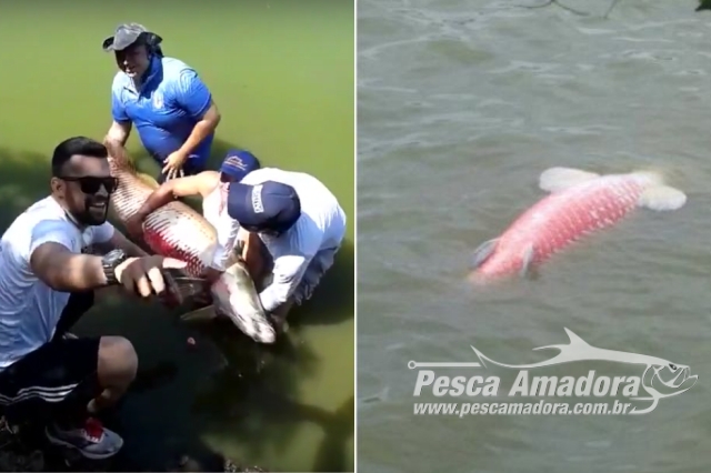 Pirarucu morre após ser capturado em Campeonato de Pesca Irregular na Lagoa Grande de Porangatu-GO