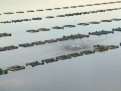 Piscicultor coloca aerador para oxigenar peixes na represa em Caconde-SP