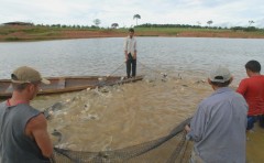 Piscicultura no Acre