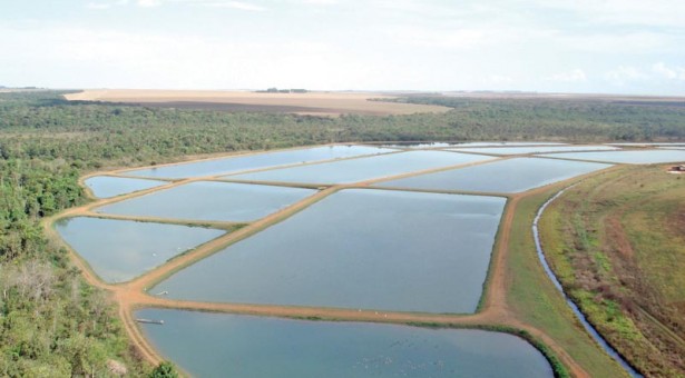 Piscicultura em ascensão no Mato Grosso, geografia ajuda
