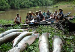 Plano Safra na Amazônia usa o pirarucu