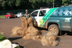 Pma apreende 800m de redes no PR