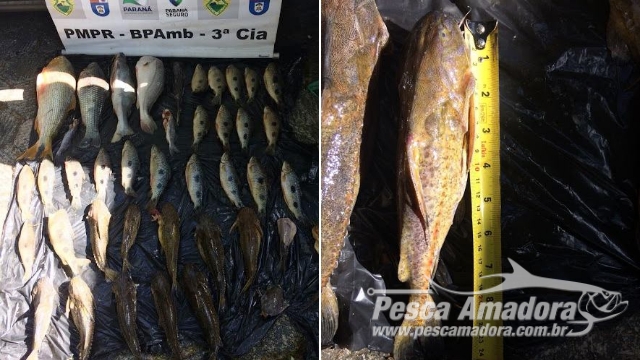 Policia Ambiental apreende 18 kg de pescado ilegal capturados no Rio Paraná