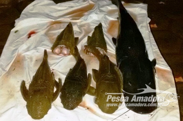 Policia Ambiental prende dois por pesca ilegal com arbaletes em Porto Camargo-PR