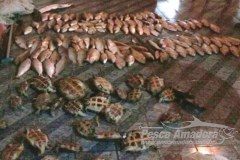 Policia Civil apreende 135 peixes 30 tartarugas e prende infratores em Mato Grosso