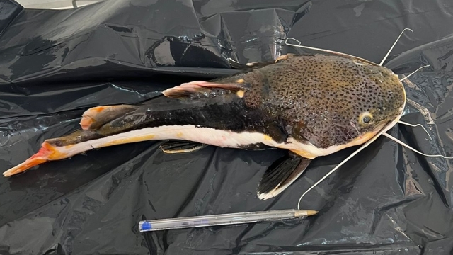 Polícia Civil apreende 60 kg de peixes fora da medida no Baixo Araguaia em Sta. Terezinha (MT)