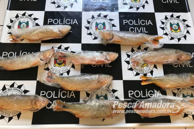 Polícia Civil apreende 60 kg de pescado ilegal em Santo Ângelo (RS)