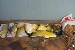 policia-civil-prende-homem-por-pesca-predatoria-e-apreende-redes-e-pescado-no-mt