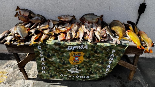 Polícia Civil prende pescador profissional que comercializava pescado ilegal em Várzea Grande (MT)