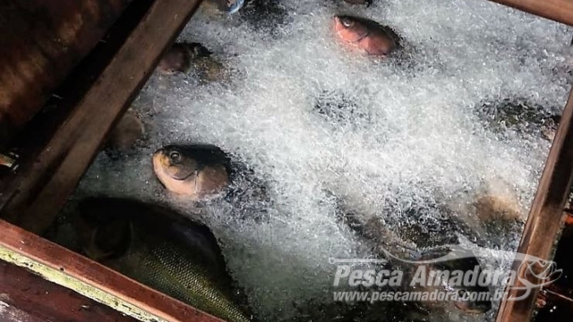 Polícia Federal apreende 11,4 toneladas de pescado ilegal em embarcação no Rio Negro (AM)