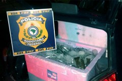 Policia Rodoviaria Federal apreende 150kg de lagosta no RN