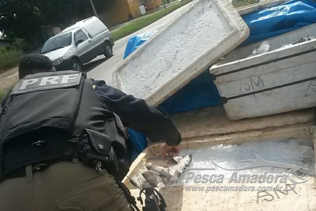 Polícia Rodoviária Federal apreende 243 kg de pescado ilegal no Maranhão