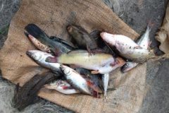 Policia ambiental apreende 24o metros de redes de pesca no alagado Salto do Ozorio no Parana 2