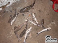 Policia ambiental prende dois por pesca ilegal no Rio Grande do Sul (Foto: Patram-RS)