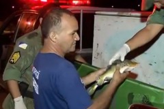 Policia apreende mais de duas toneladas de pescado ilegal no Tocantins 6