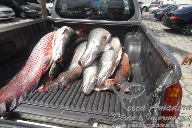 Policia Civil apreende 338kg de pirarucu em Manaus-AM