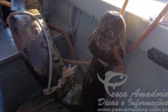 Policia investiga crime de maus tratos contra sucuri no interior de Sao Paulo 2