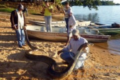 Policia investiga crime de maus tratos contra sucuri no interior de Sao Paulo