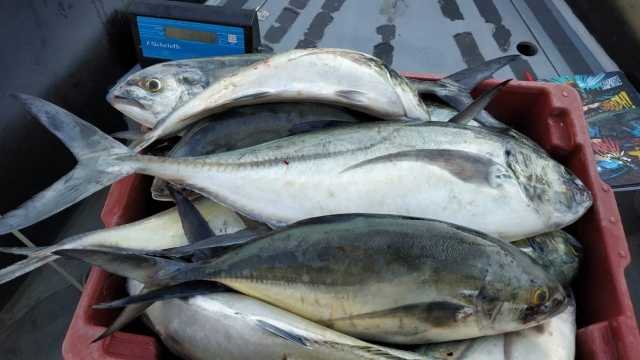 Policiamento Ambiental Marítimo apreende duas toneladas de peixes no município de cananéia (SP)
