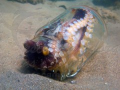 Polvo se acolhe em vidro deixado no mar
