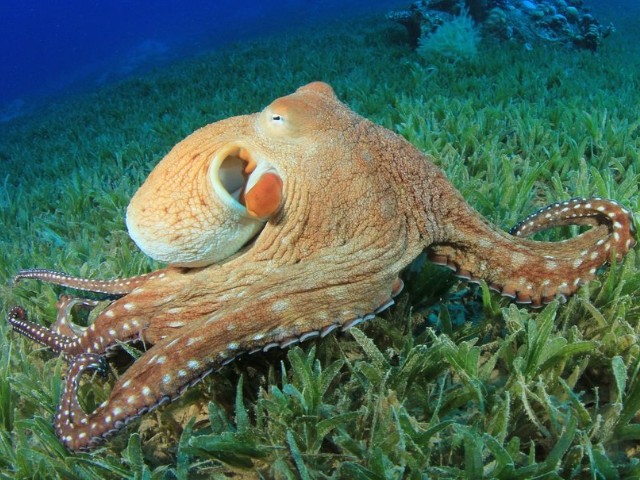 Polvo muda instantaneamente de cor para se camuflar em barco de pesca