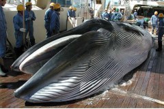 Por que os japoneses pescam baleias se o consumo e baixo